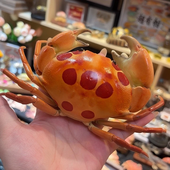 真实七星瓢蟹标本