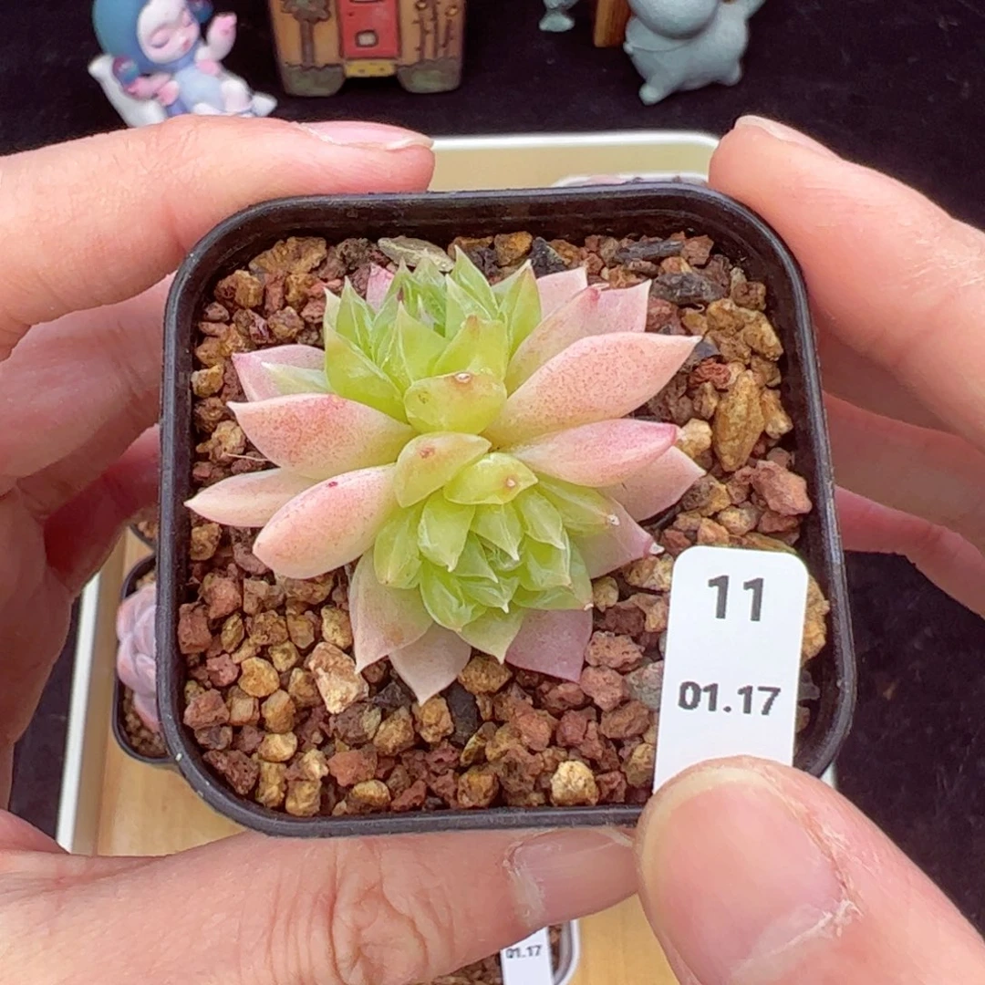 青眉11、哈哈哈哈