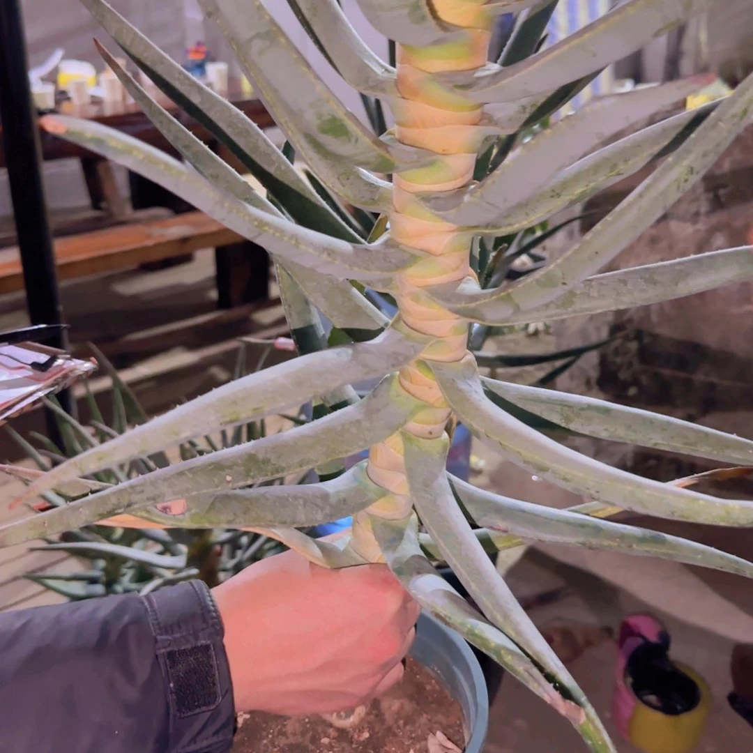 泳*块根植物块根植物块根植物