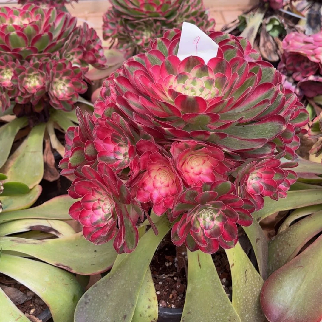 云南孔雀翎法师多肉9号