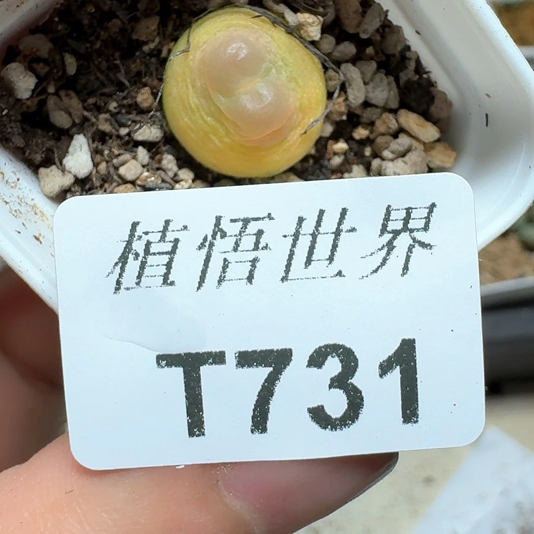 731盒多肉植物哇f f g g h
