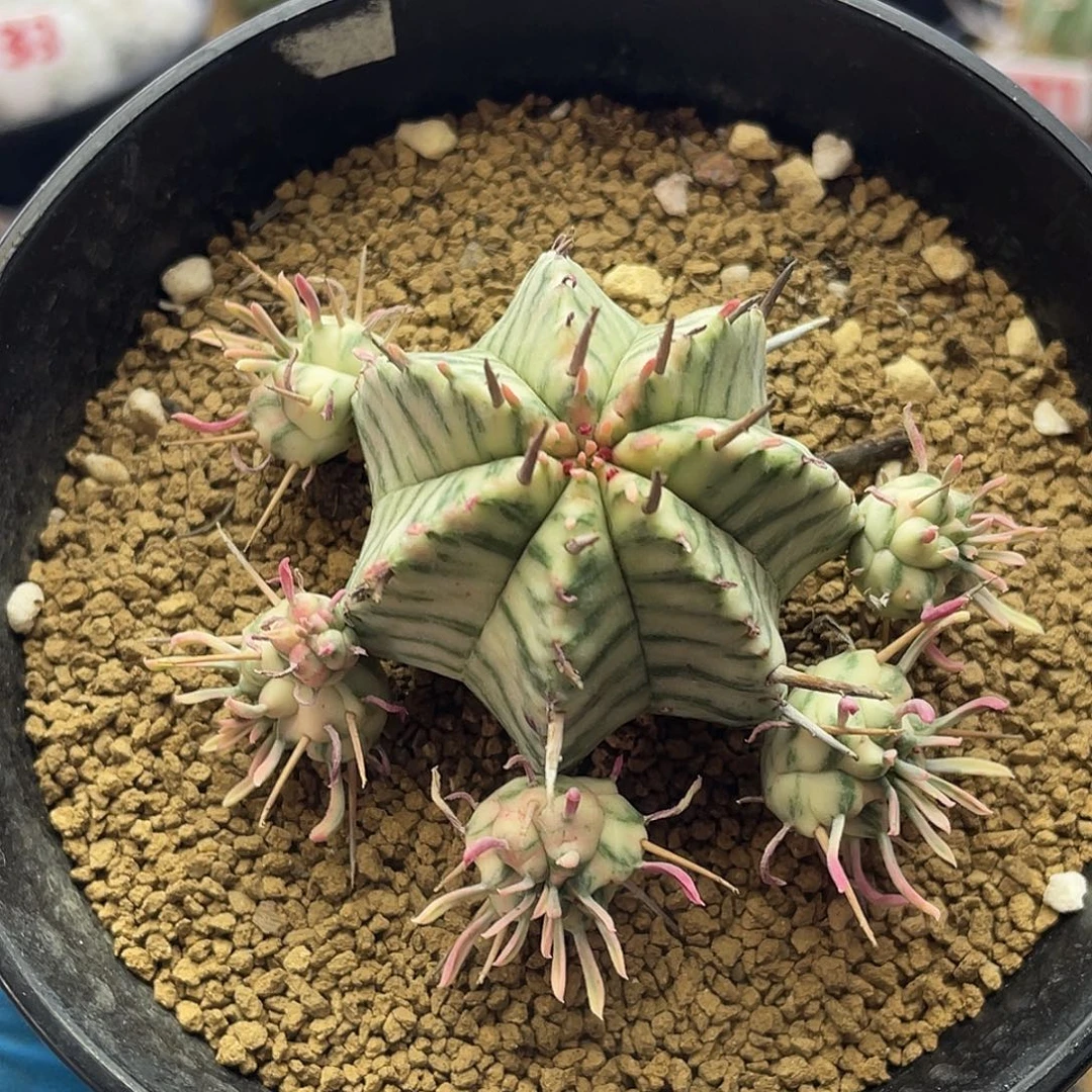 斑马锦大戟仙人球多肉