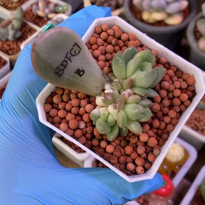 *****百达翡翠锦多肉植物