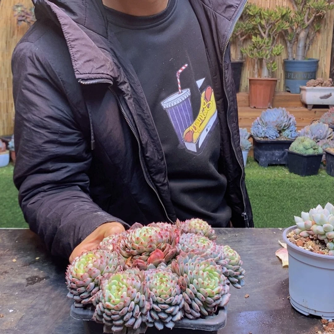 ?****33号白胖子手捧