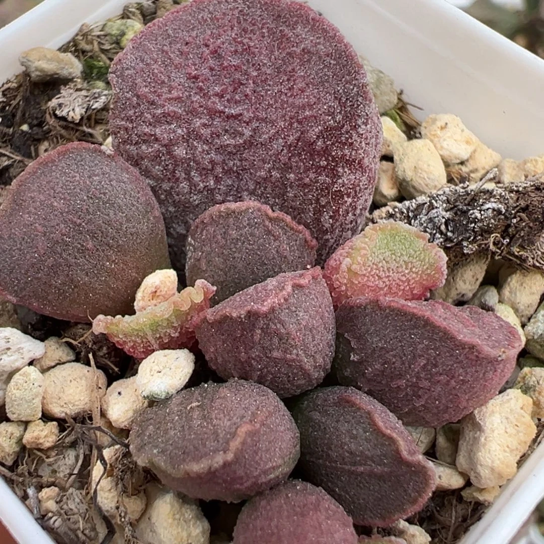 实生新品大苗多肉植物