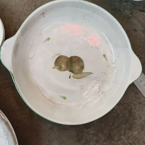 瓷八寸双耳鲍鱼盘！！！！