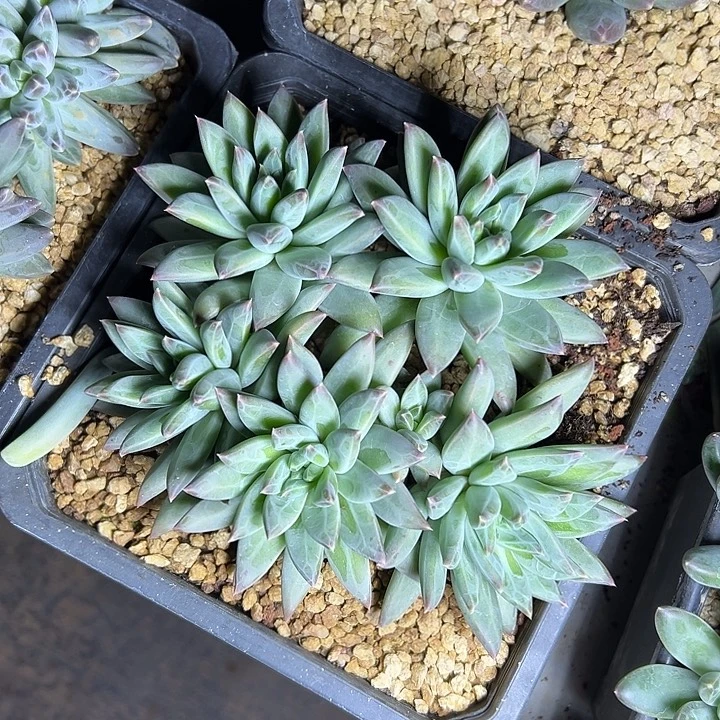 彩翼美人群生多头