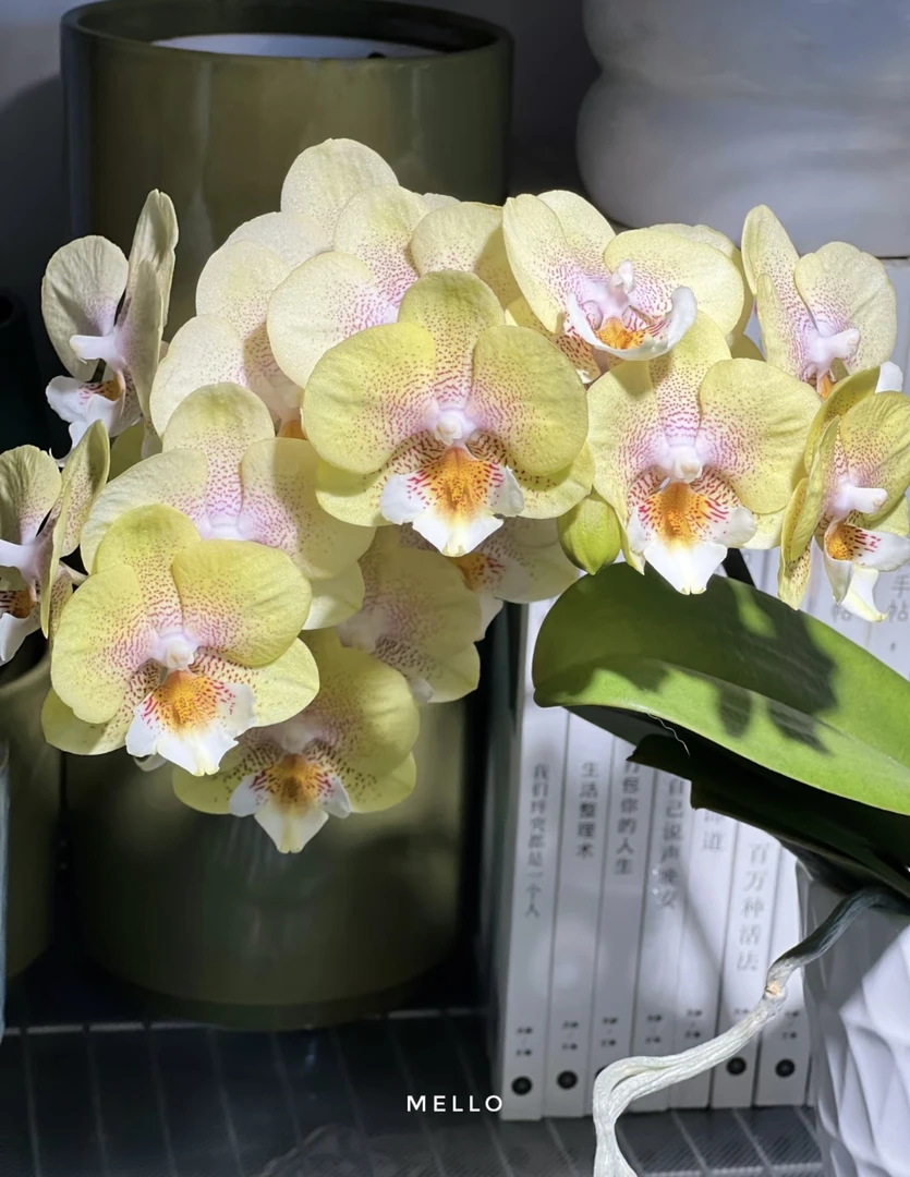 【黄瓦力单花剑叶损】蝴蝶兰瓦力3.0寸出梗发货链接