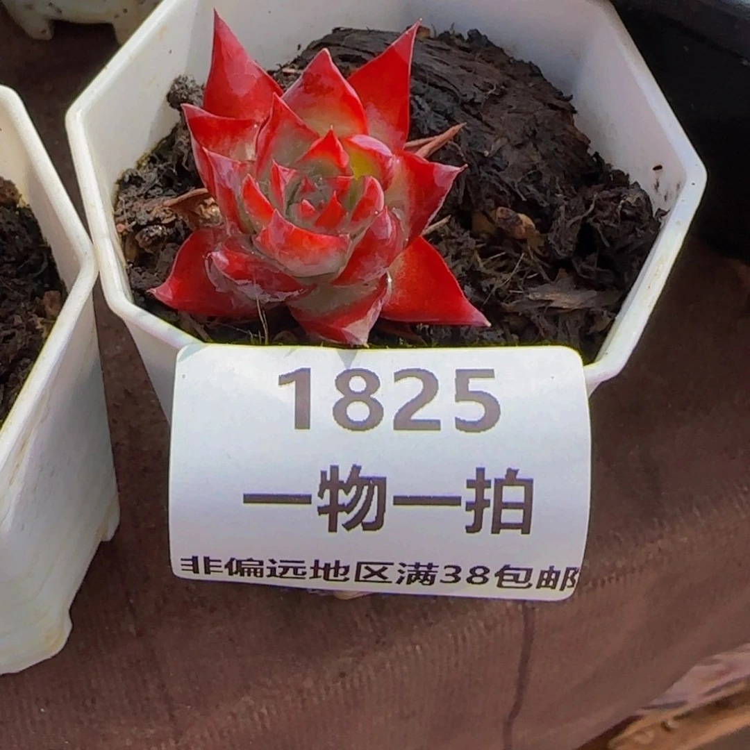 有****望云南精品多肉1825