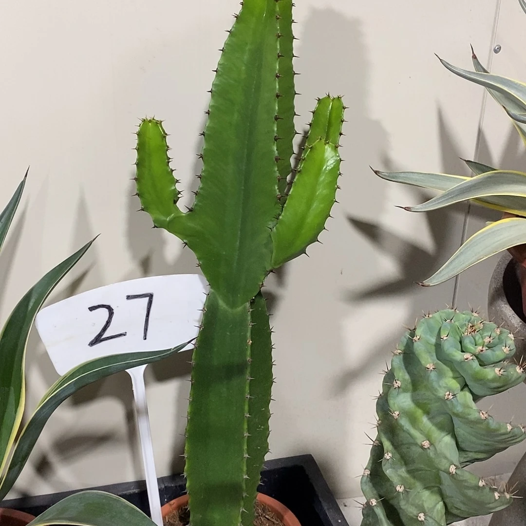 无花朵小戟阁一物一拍