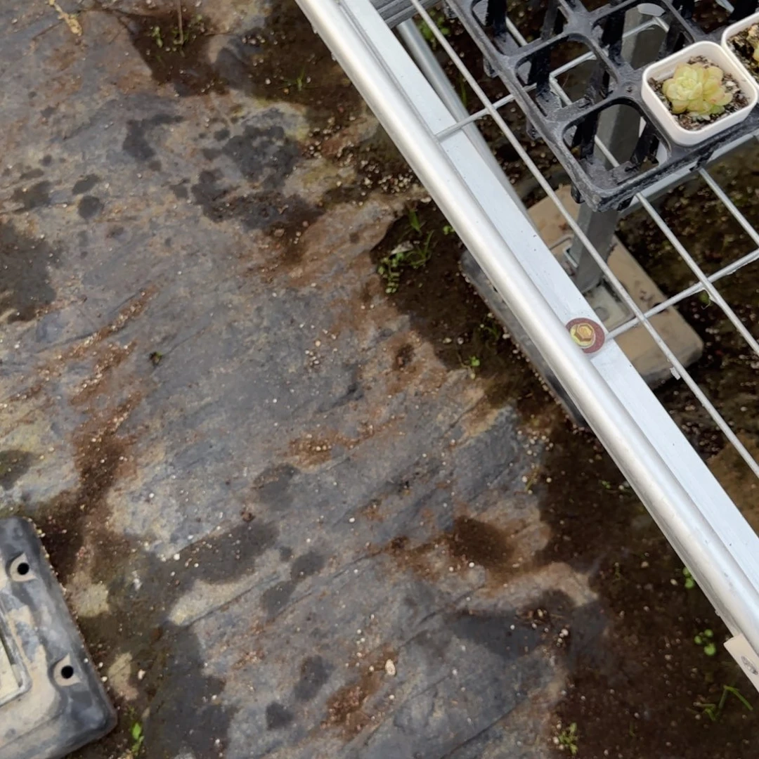 白鹿穴一个满25包邮