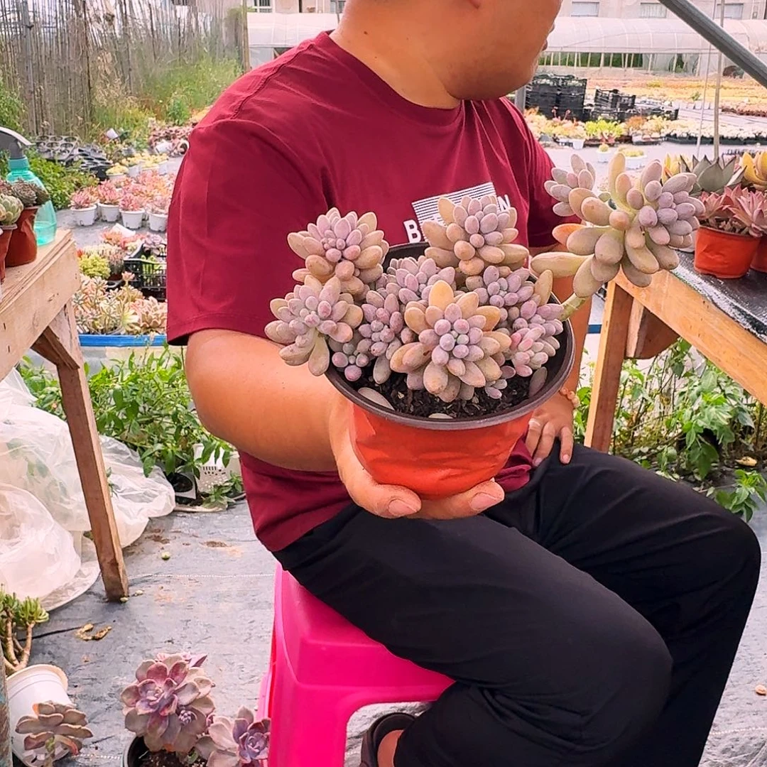 星黛露120多肉植物