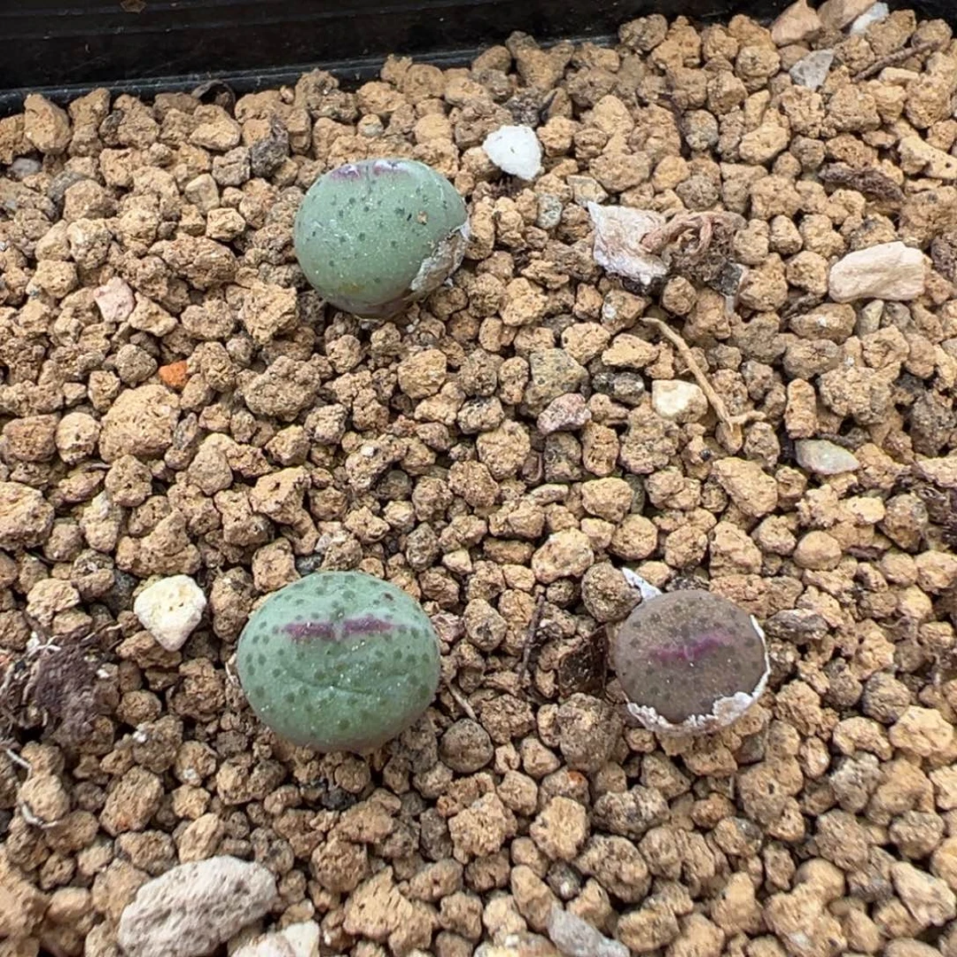 22-18 1558皮卡丘多肉植物