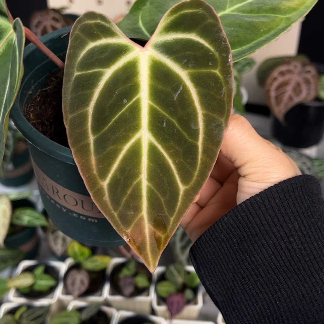 无花朵034 开耳贝斯