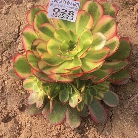 2.3-28半夏优选多肉植物