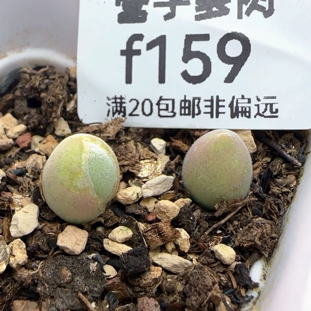 宝辉两颗带盆土。