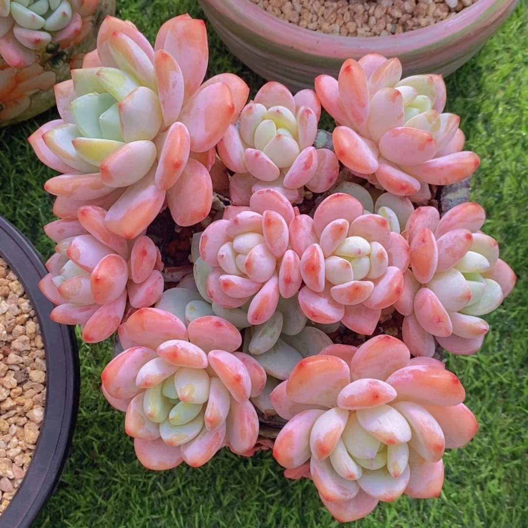 冷香 一物一拍 多肉