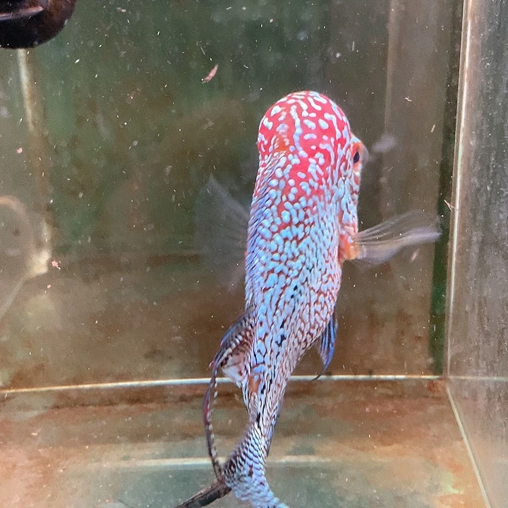 罗汉鱼金花F3130号8888
