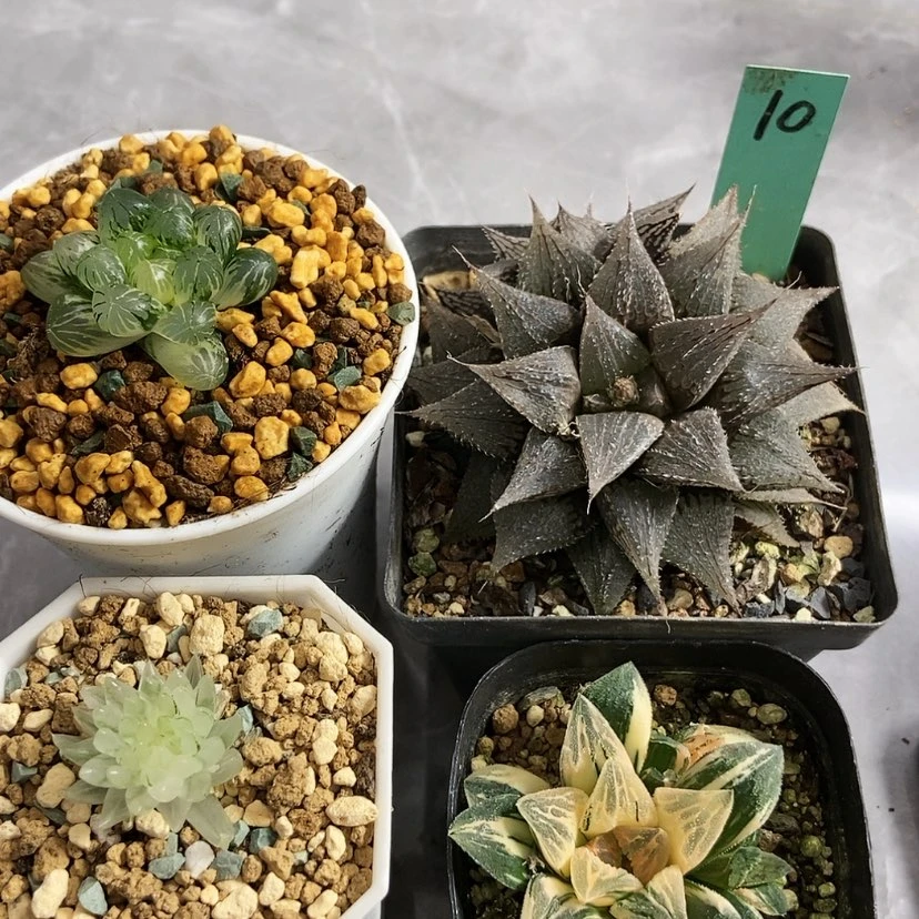 【闪购商品】毛蟹实生樱变锦10