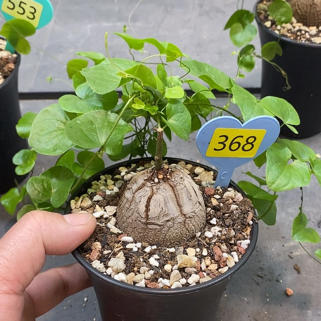 南非龟甲龙龟甲龙