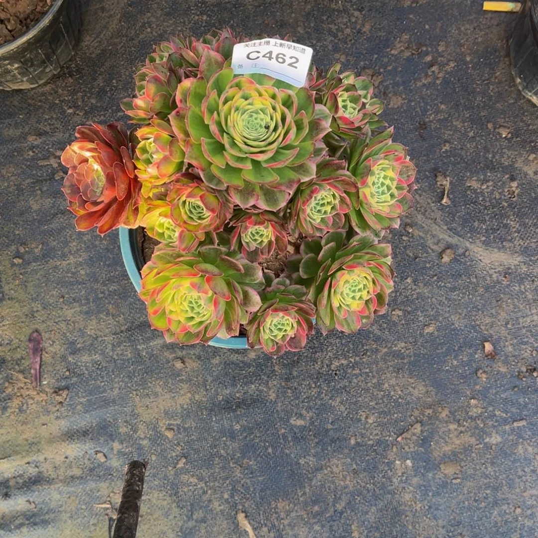 小**0多肉植物462海王有断枝