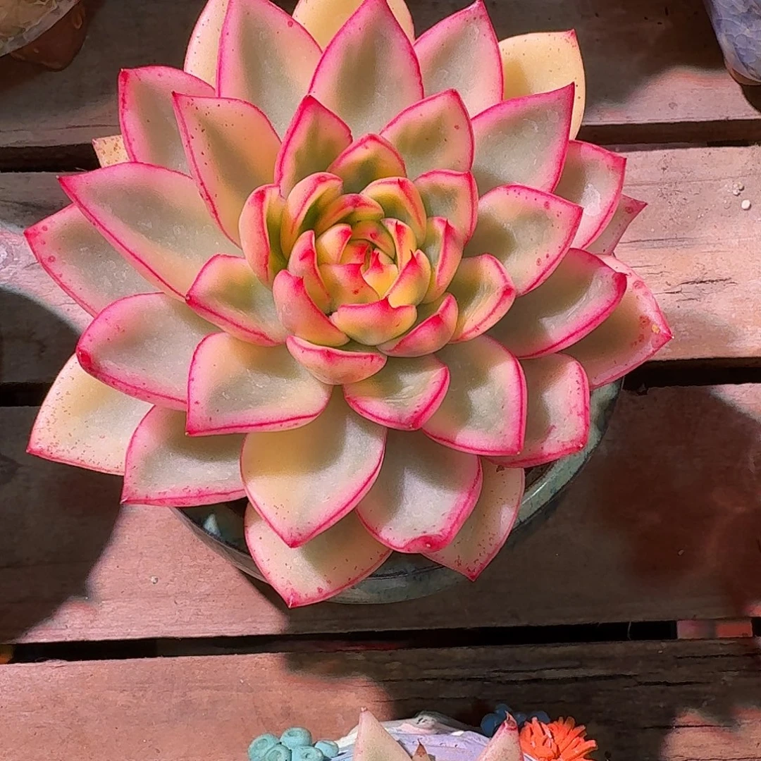 阿斯娜锦多肉多肉多肉