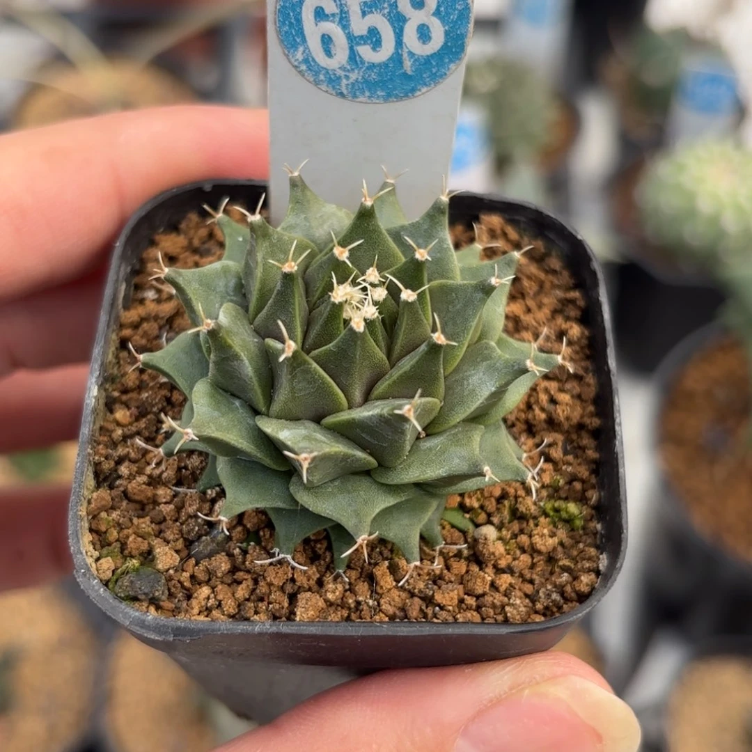 658实生帝冠带盆带土发货