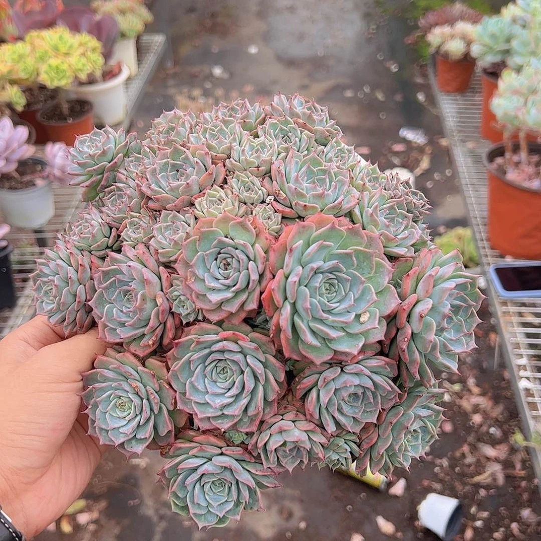 海滨阁瑞带盆土多肉植物大盆