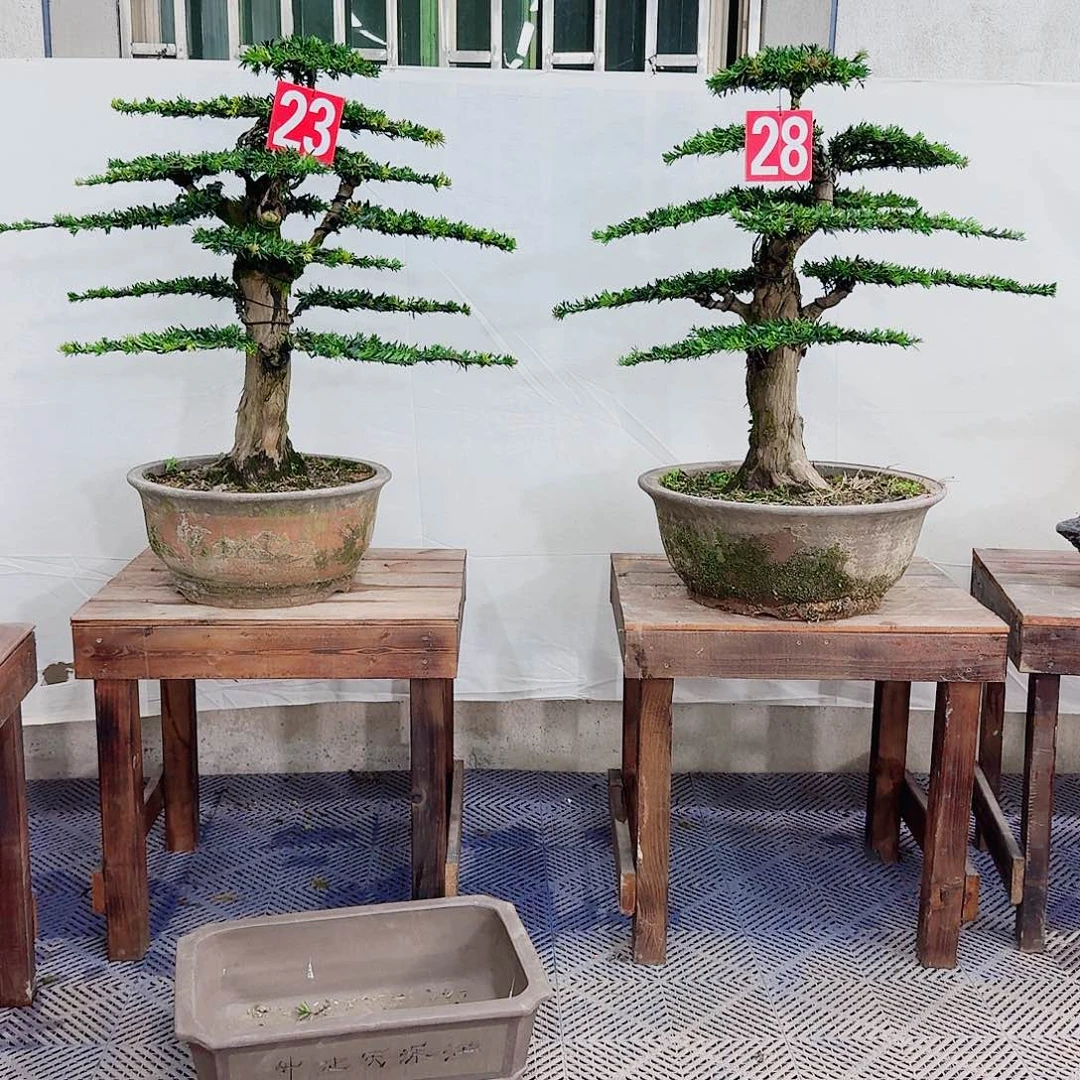 小***工无花朵罗汉松一物一拍888