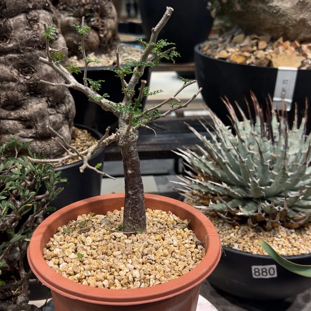 径***行90象足漆树脱土发货植物