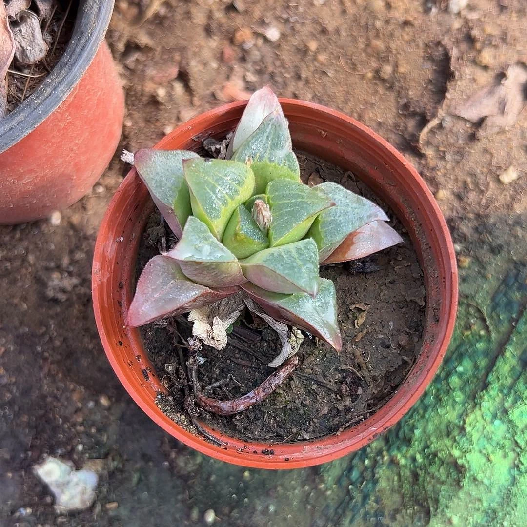 好*.多肉植物多肉植物