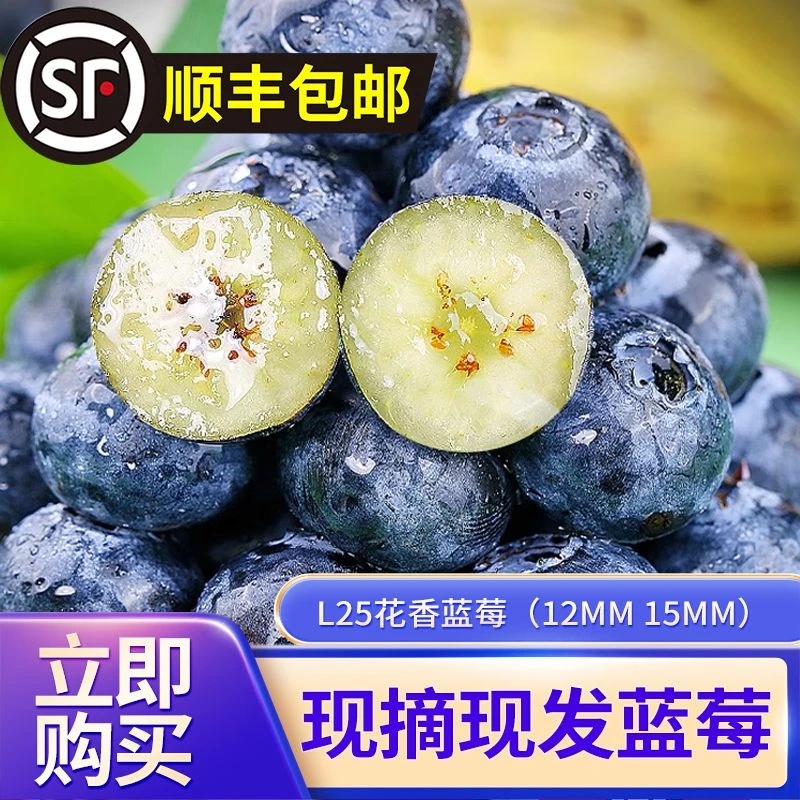 云南L25花香蓝莓脆甜爆汁爽口新鲜现摘现发应季果园直发顺丰包邮