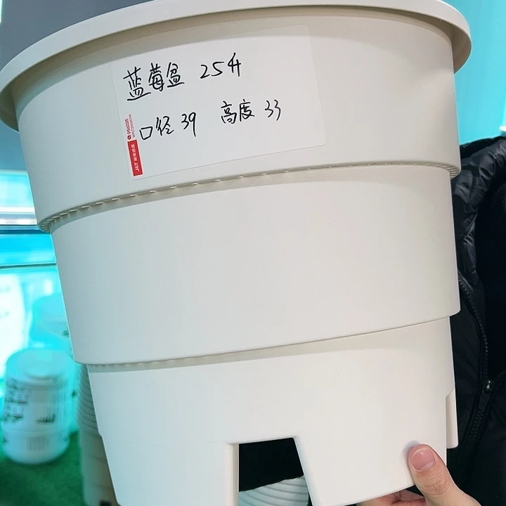 正品蓝莓盆口39高33白色无托3只