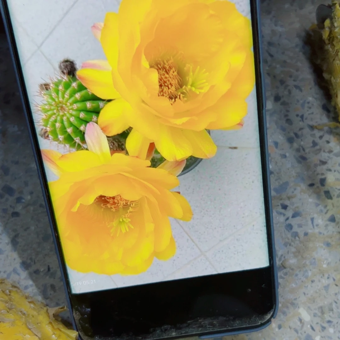 下68毛黄金酒杯歪无根侧芽4公分左右20 包邮