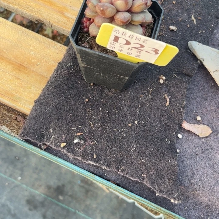 @****多肉植物1111葡萄