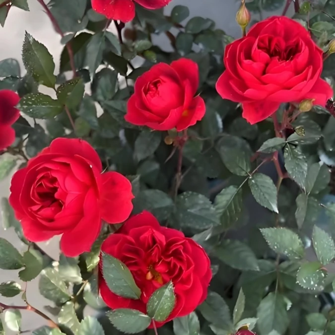【绝色果汁】月季盆栽花苗阳台微月矮胖花苞多独棵好养抗病耐热