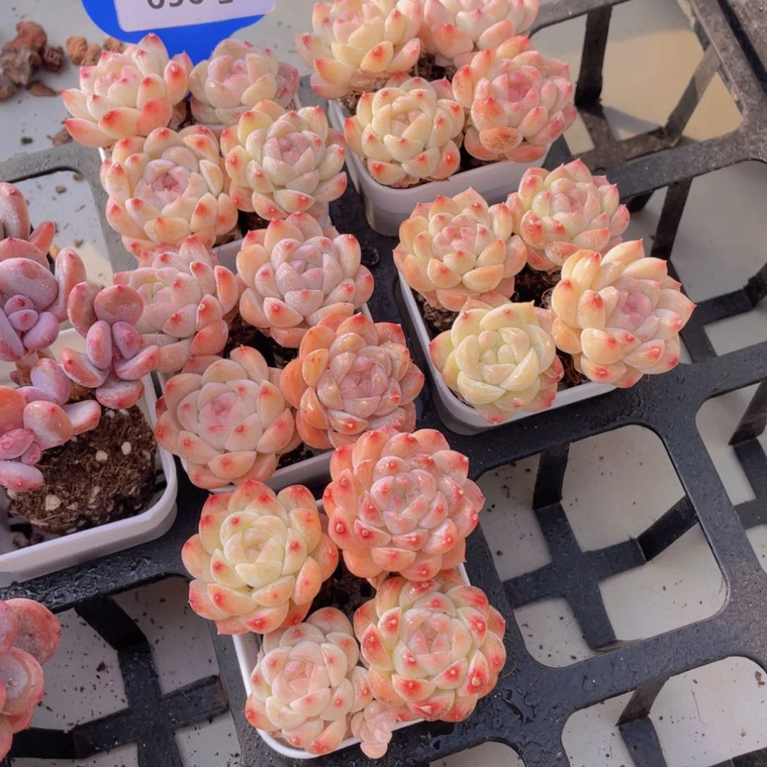 656号精品白桃汽水四个