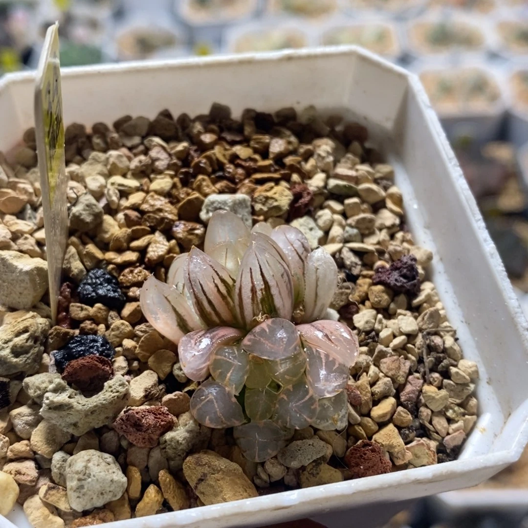 不开花植物34霓虹灯变异十二卷多肉植物