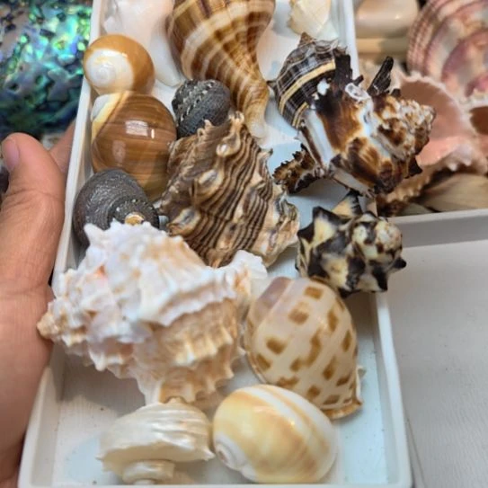 石材天然海螺贝壳寄居蟹替换壳