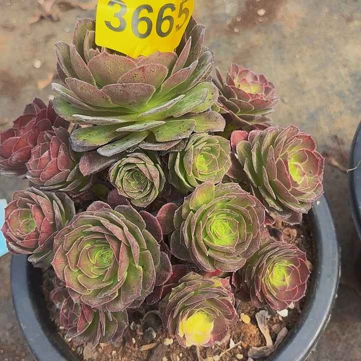 多肉植物福利3665