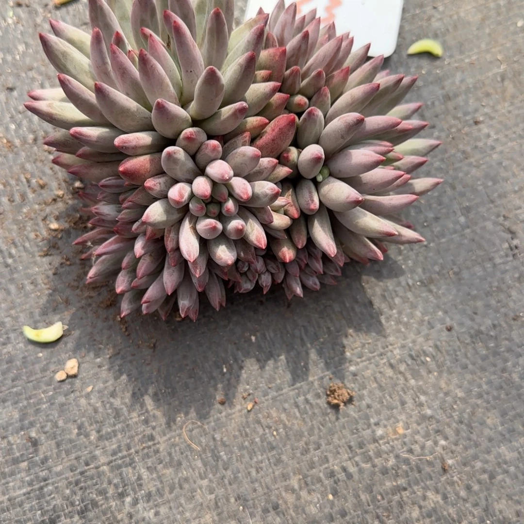 一物一拍虞美人优选33