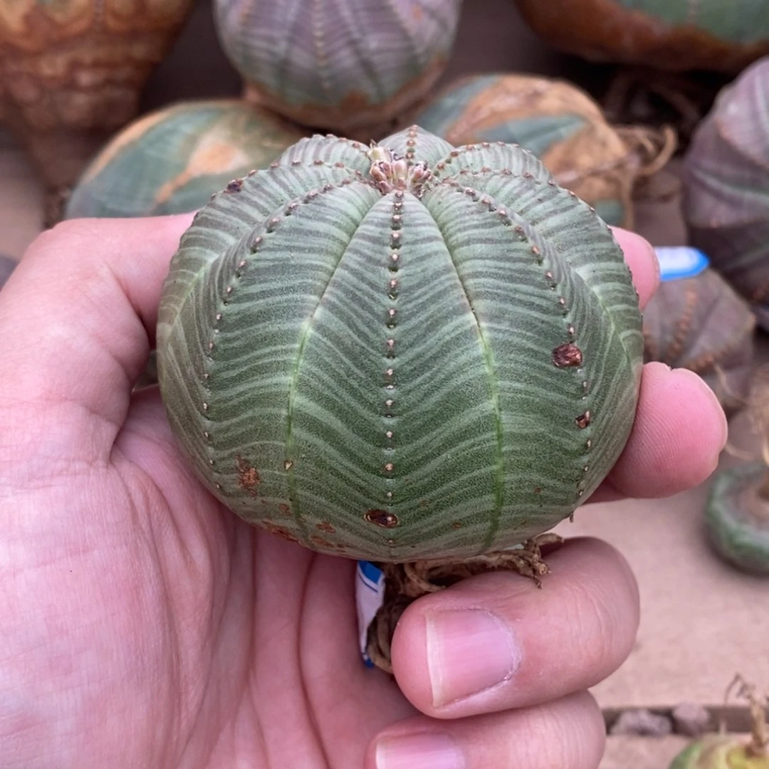 欧系实生布纹球多肉植物