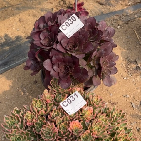 多肉植物魅金甜茶