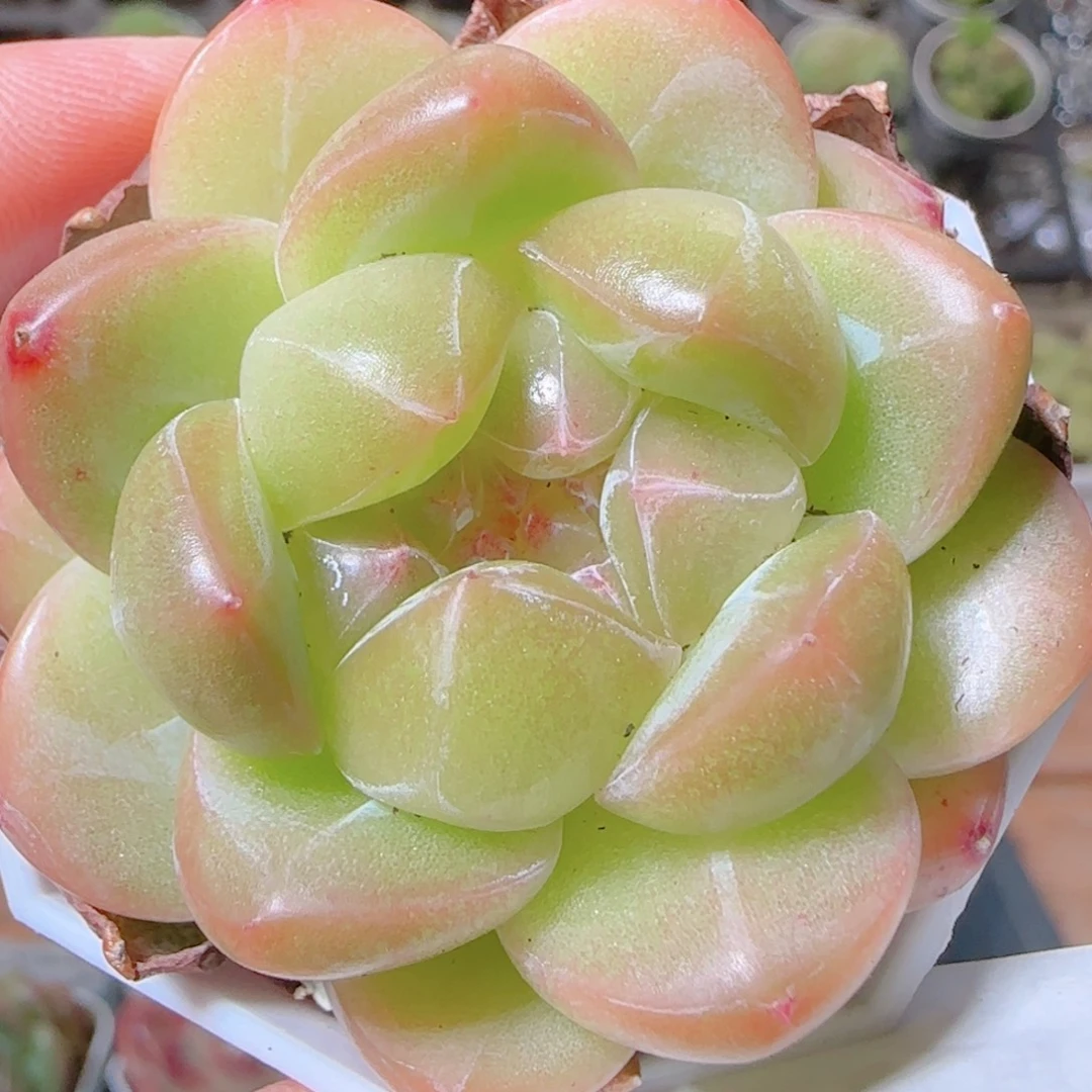 花语逸镜1103-435钻石珍妮