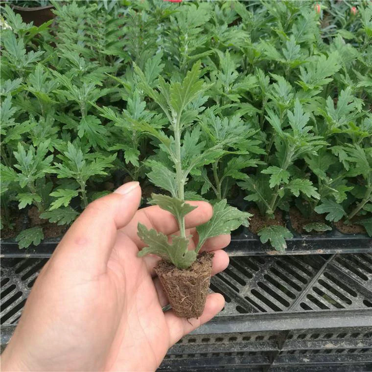 菊花苗盆栽四季菊乒乓千菊多年生食用秋菊全年开室内外绿植花卉