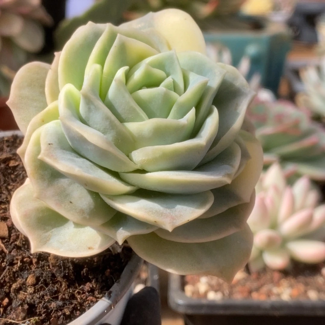 558可爱玫瑰锦锦