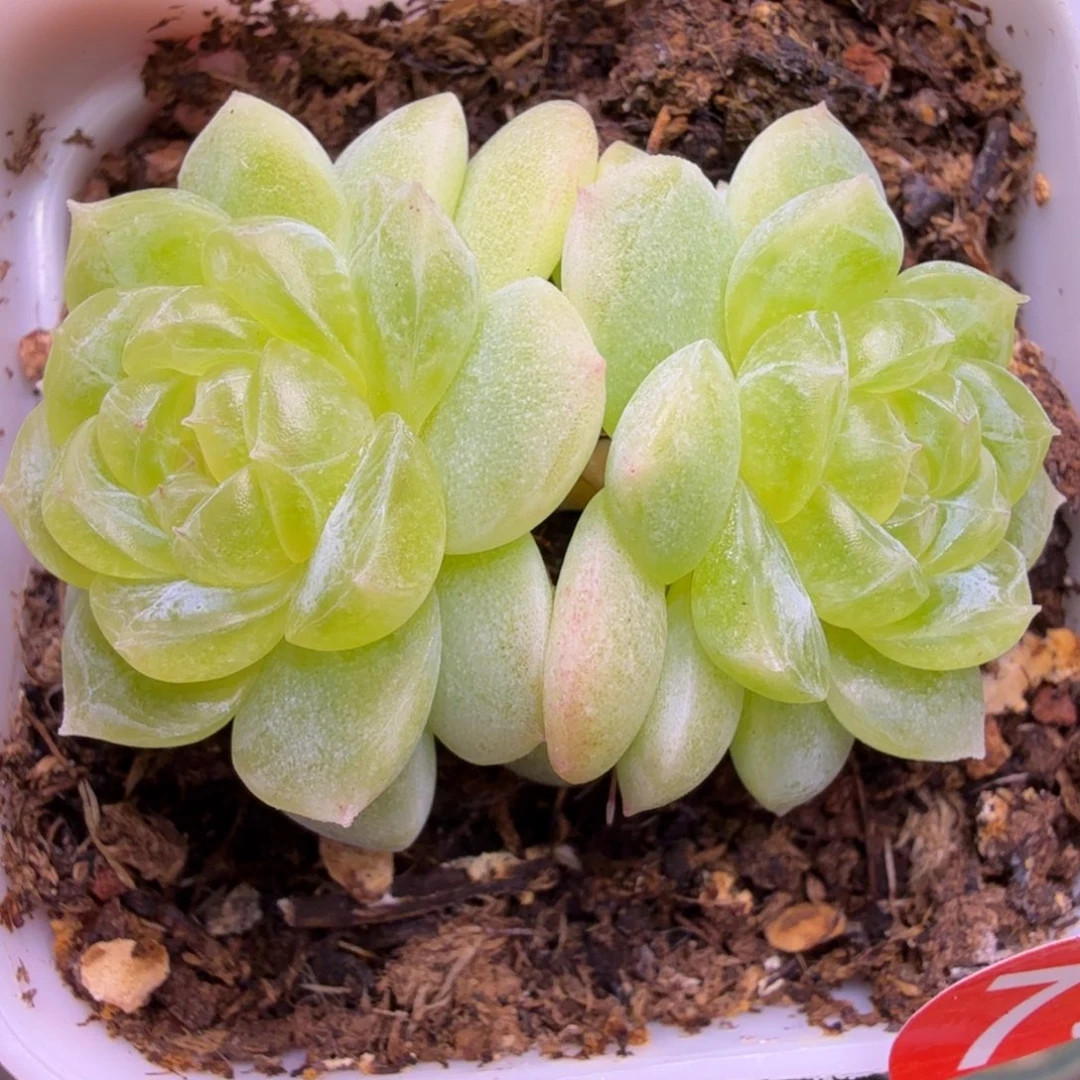 75号双头白冰一物一拍