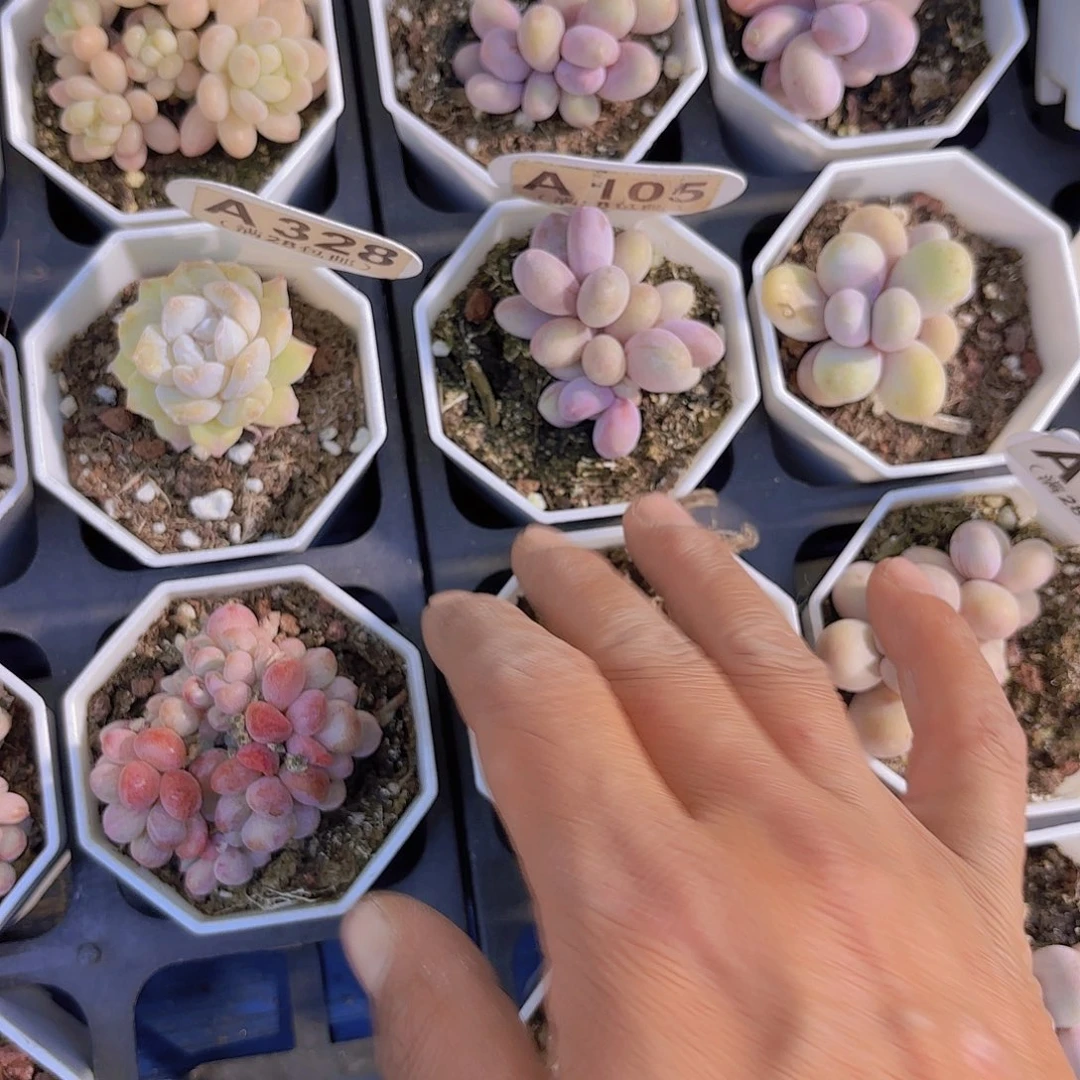 海*?A105奶酪一物一拍