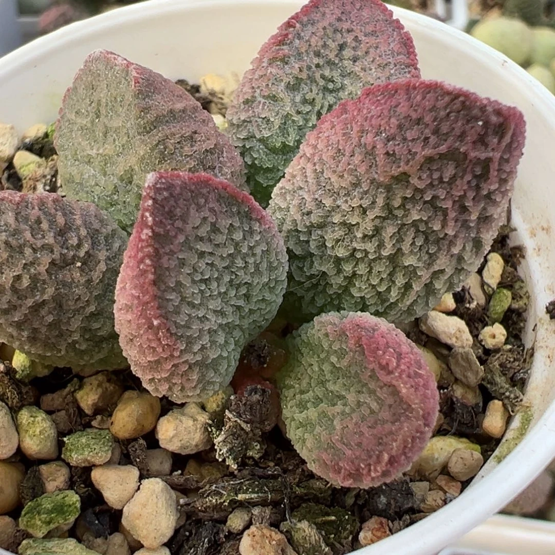 实生新品粉色冰沙多头纯木质桩