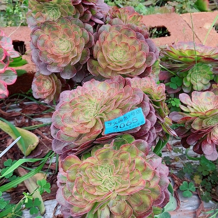 雨荷缀2065多肉植物